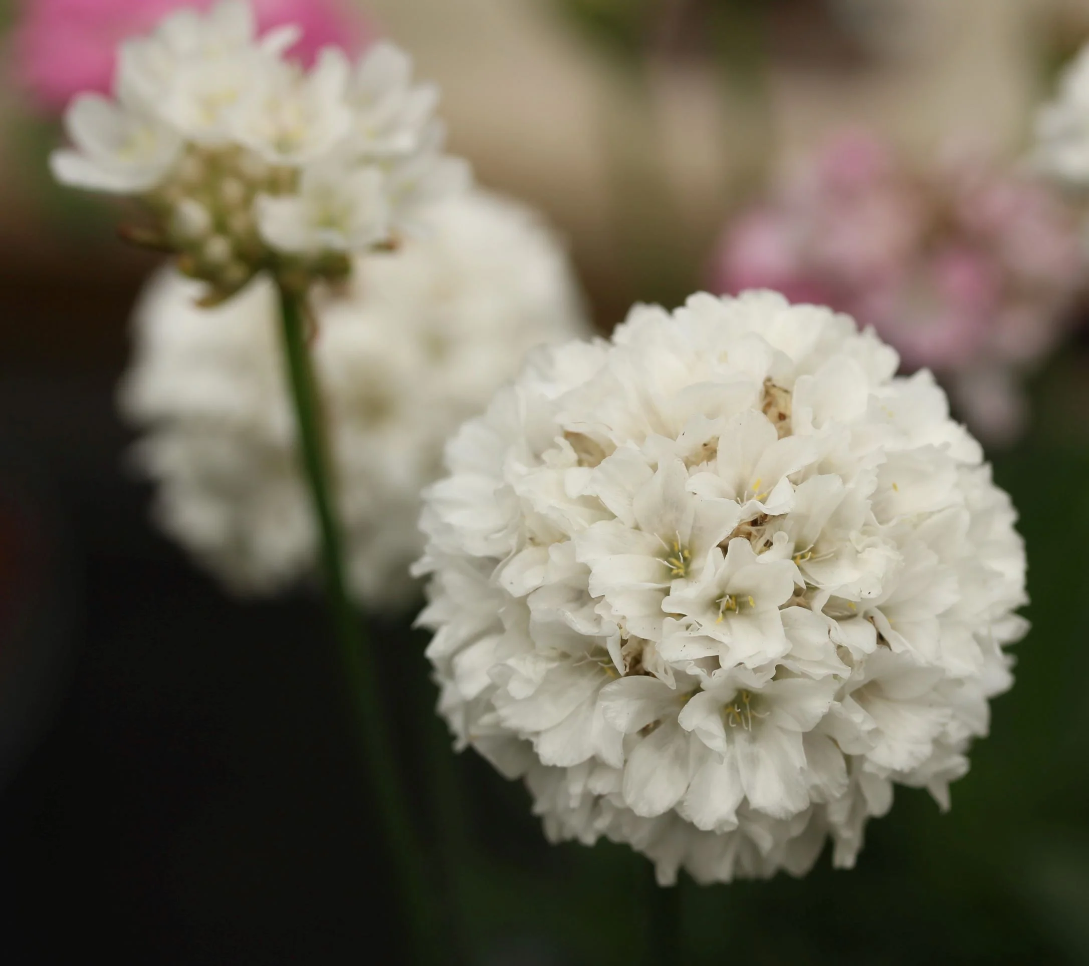 ARMERIA maritima Alba