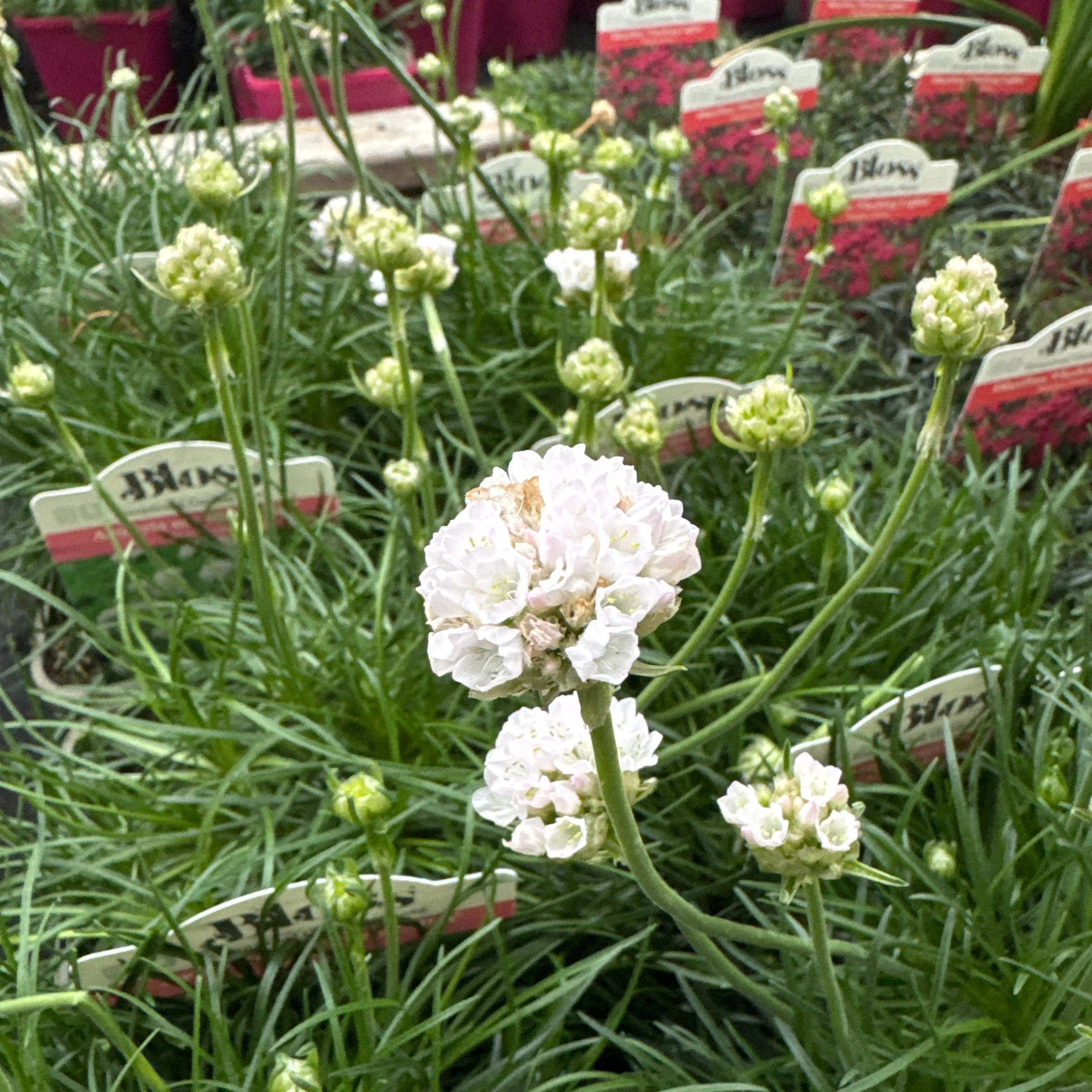 Armeria maritima Alba - Image 2