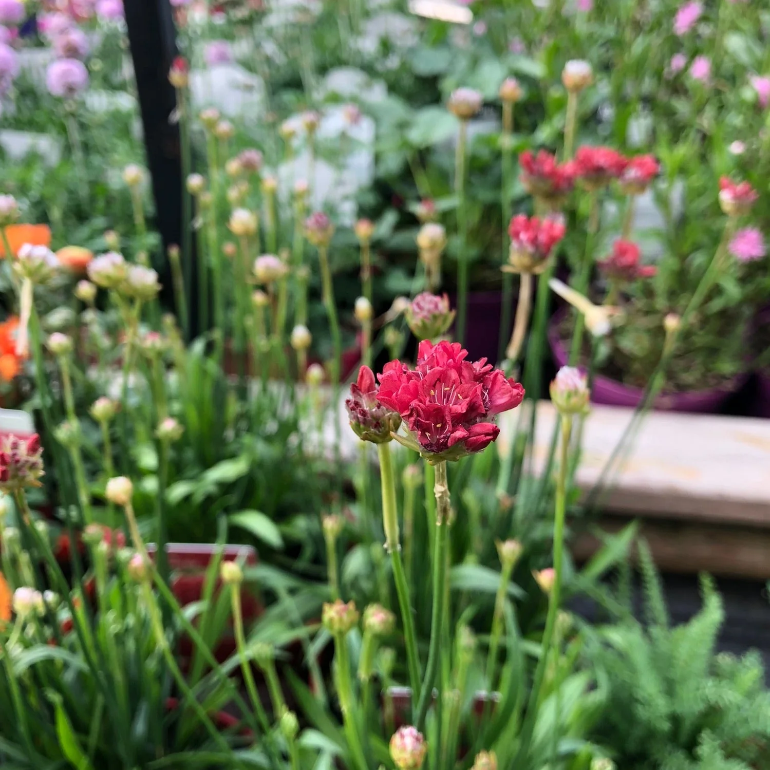 Armeria pseud. Ballerina Red  1.5 Ltr pot