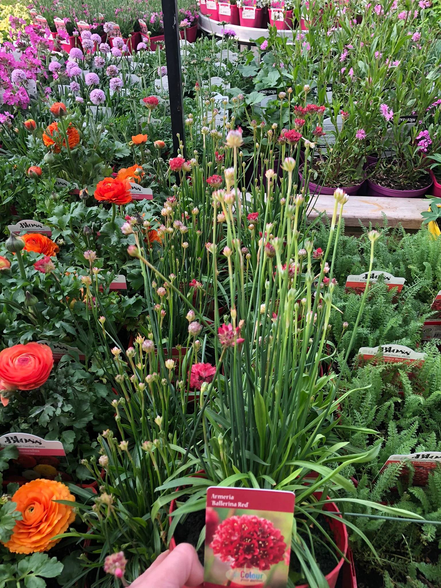 Armeria pseud. Ballerina Red  1.5 Ltr pot - Image 2