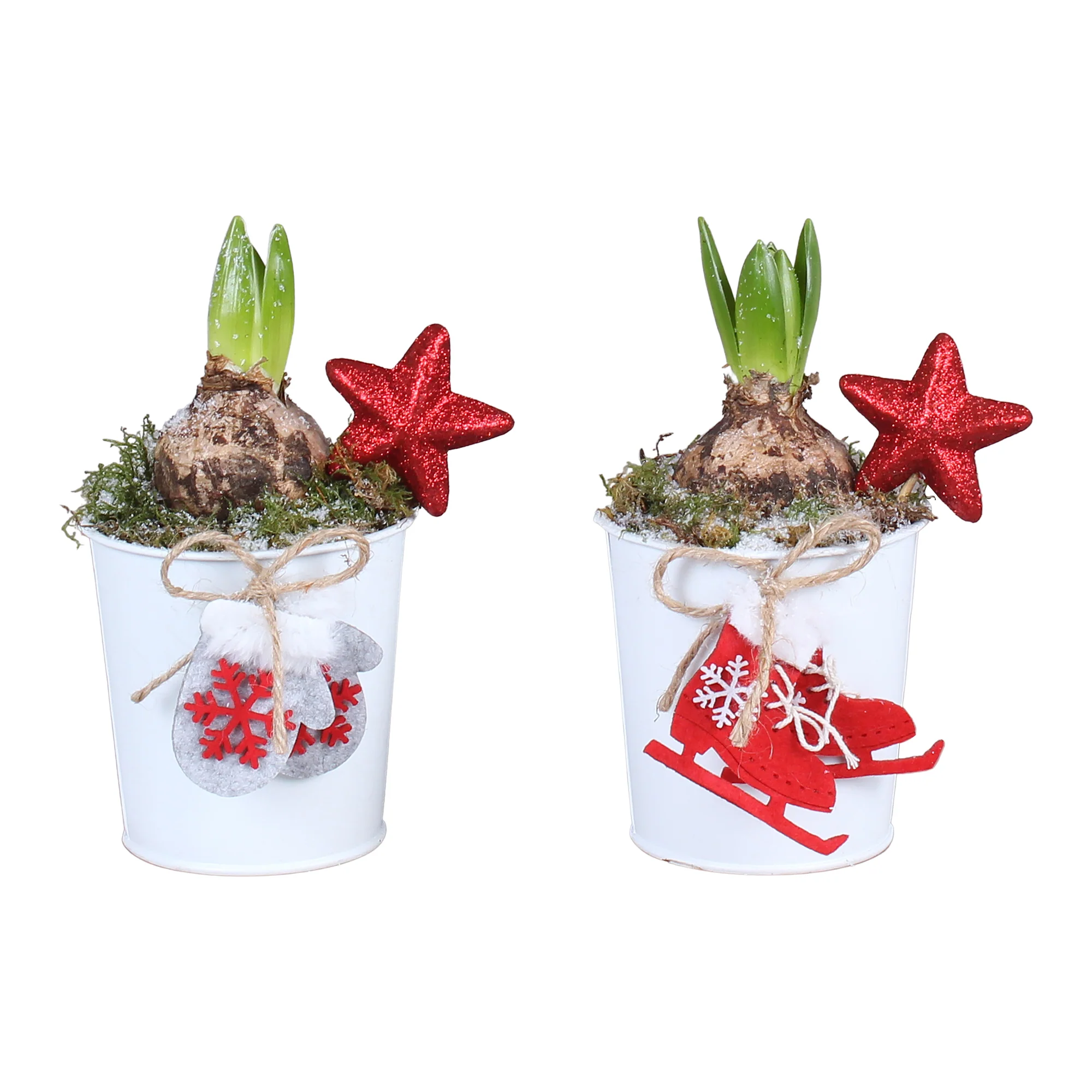 Arr. Hyacinthus Zinc pot X-mas White ø10cm with 1PP