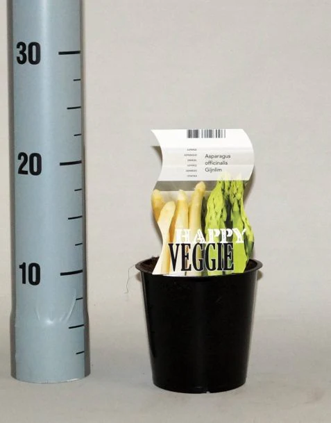 Asparagus off. Gijnlim - Image 2