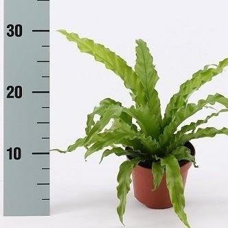 Asplenium ant. Osaka P12