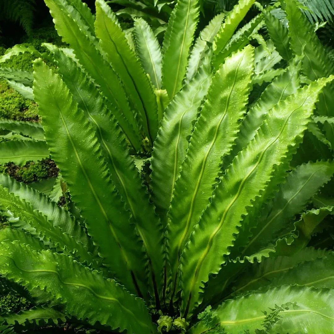 Asplenium ant. Osaka P12 - Image 2