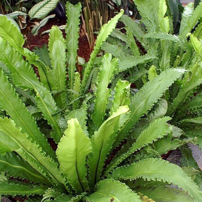 Asplenium ant. Osaka P12 - Image 3