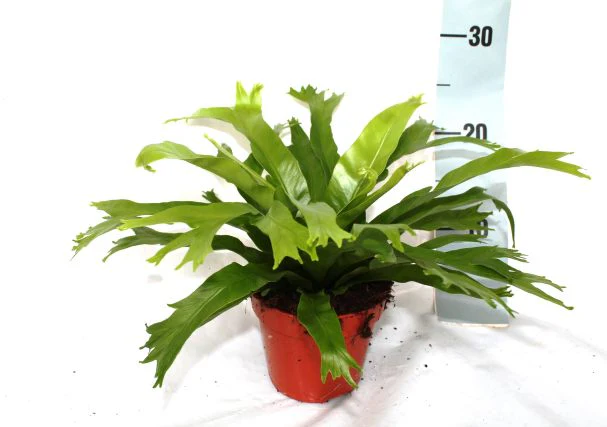 Asplenium nidus Crissie