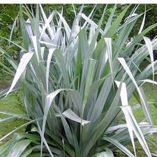 ASTELIA chat.Silver Spear    3.5L - Image 3
