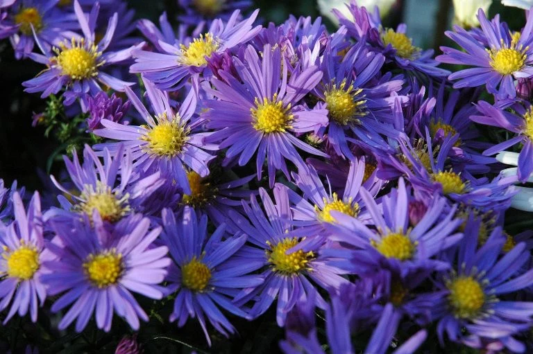 Aster Lady in Blue