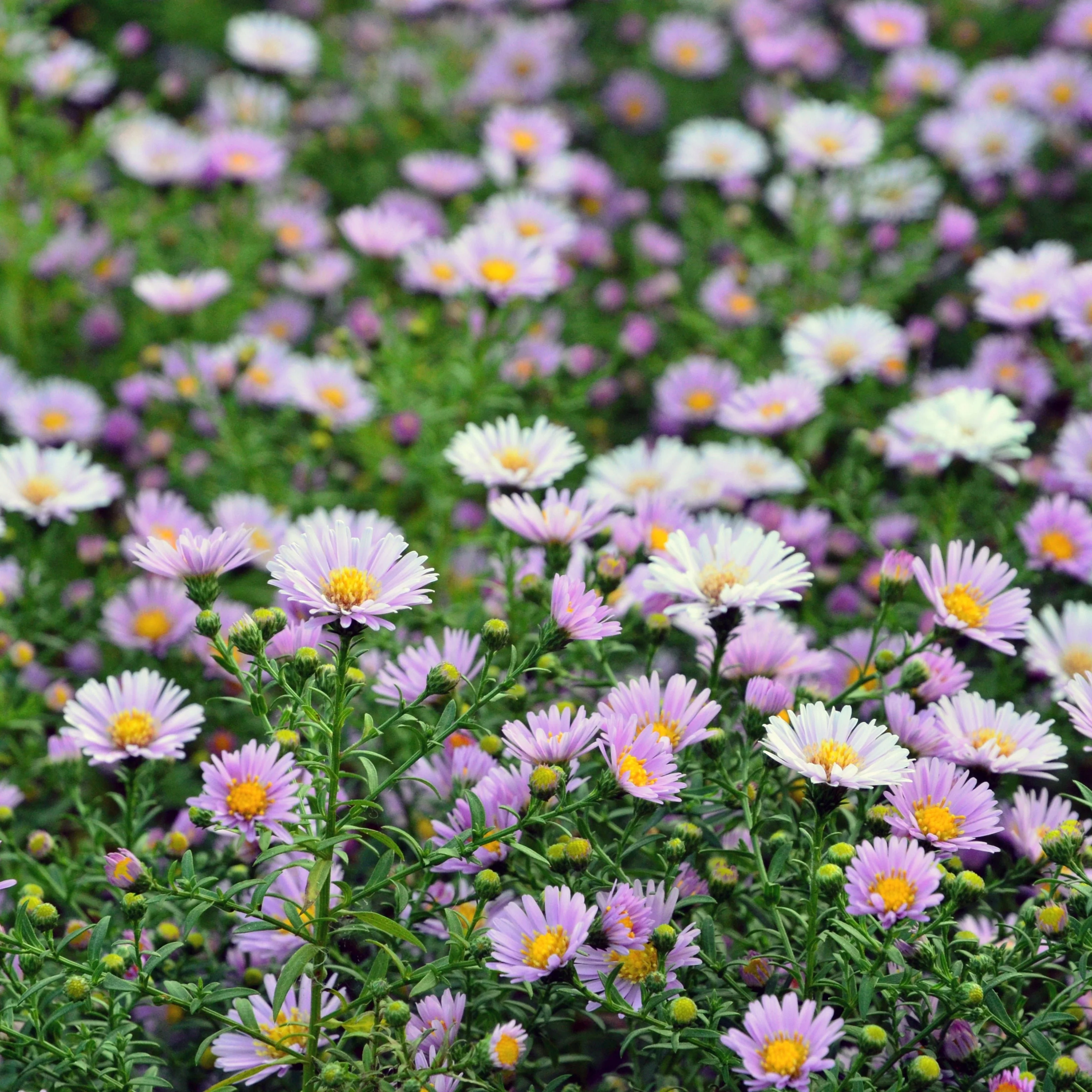Aster Mystery Lady trio P10.5