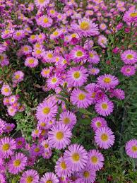 Aster Sarah Ballard - Image 3