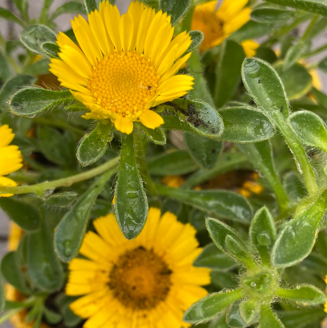 Asteriscus Yellow 2L