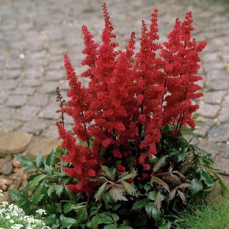 Astilbe ar. 'Fanal'