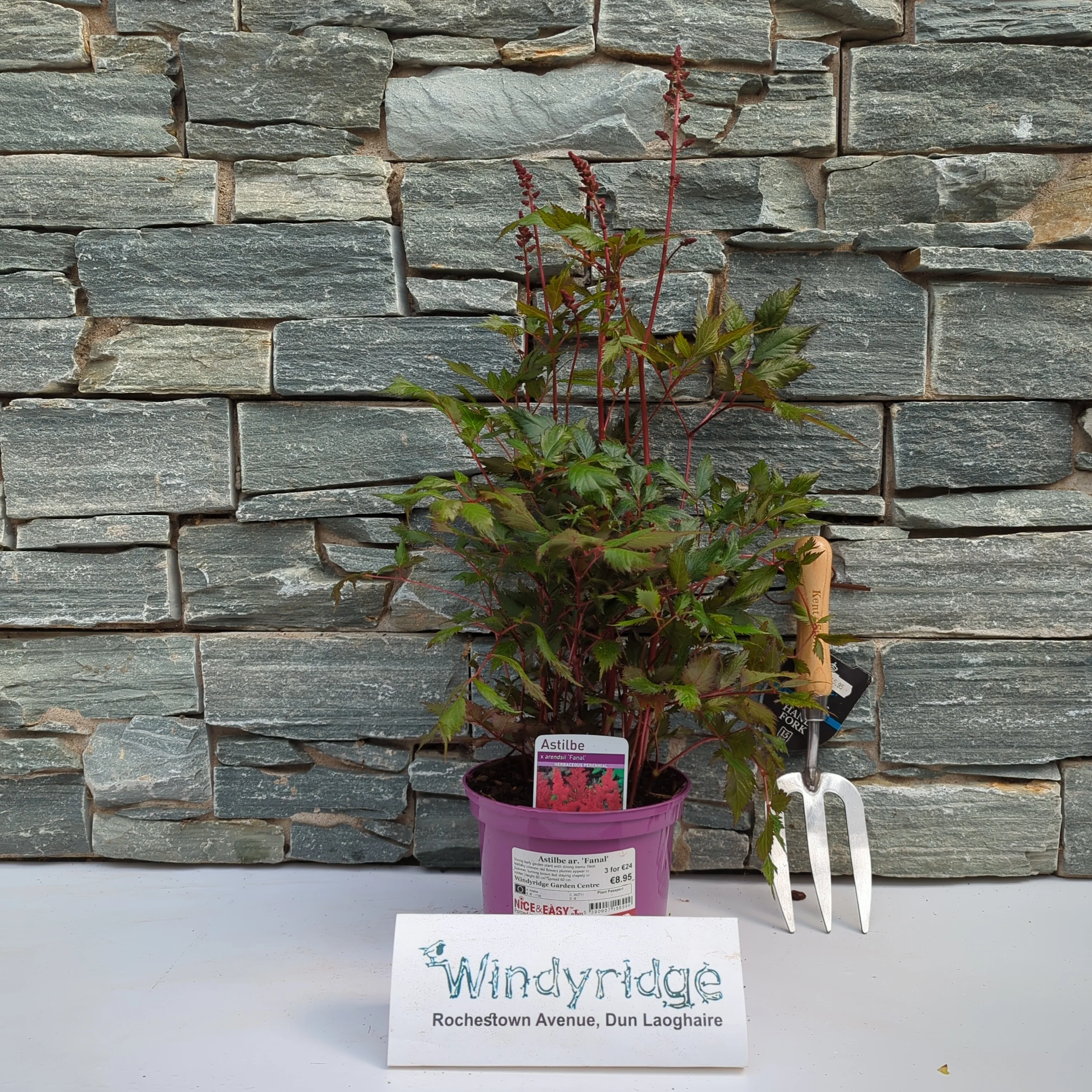 Astilbe ar. 'Fanal' - Image 2