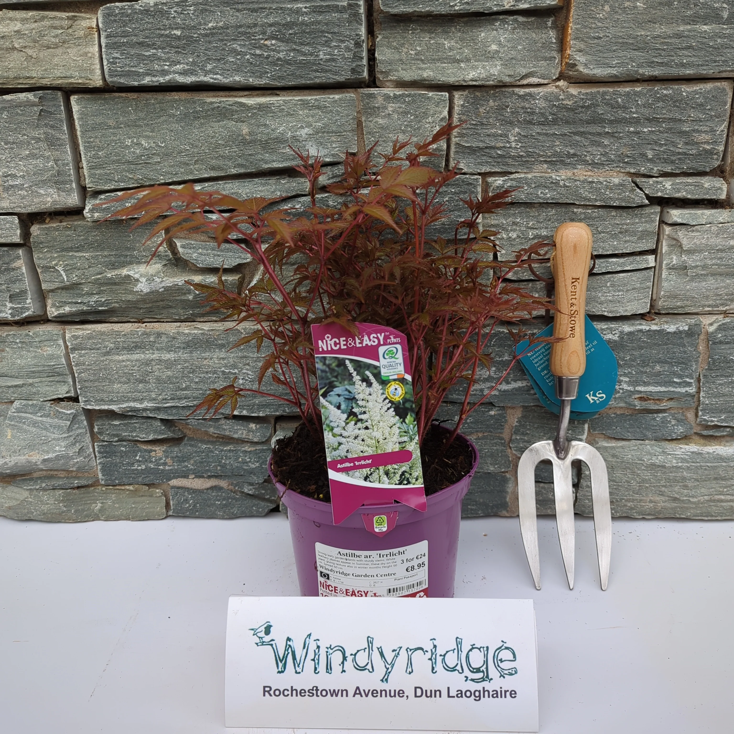 Astilbe ar. Irrlicht - Image 2