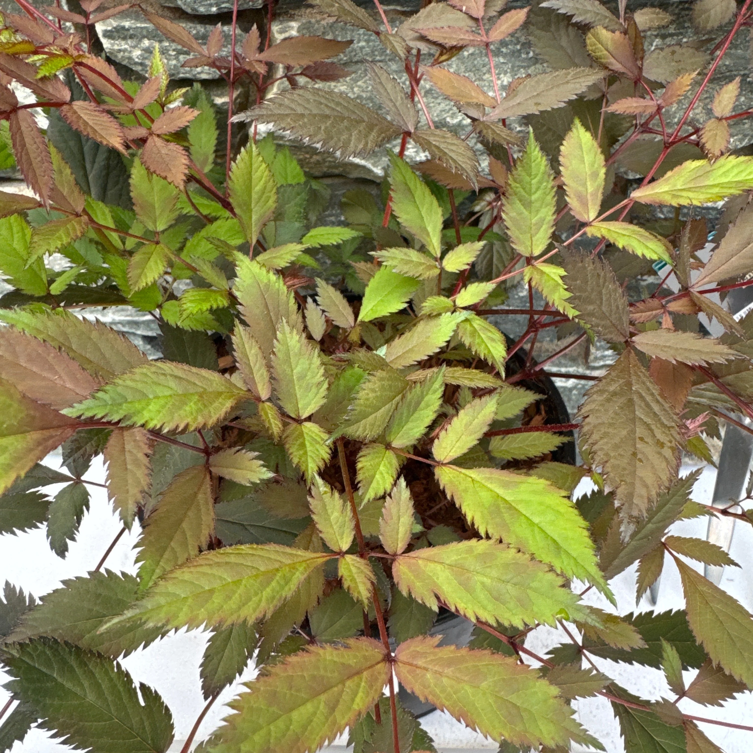 ASTILBE Ellie - Image 2