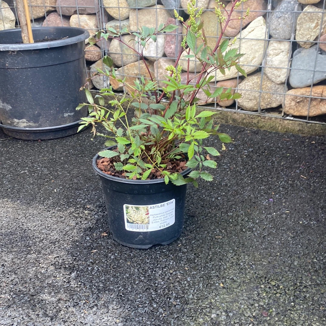 ASTILBE Ellie - Image 2