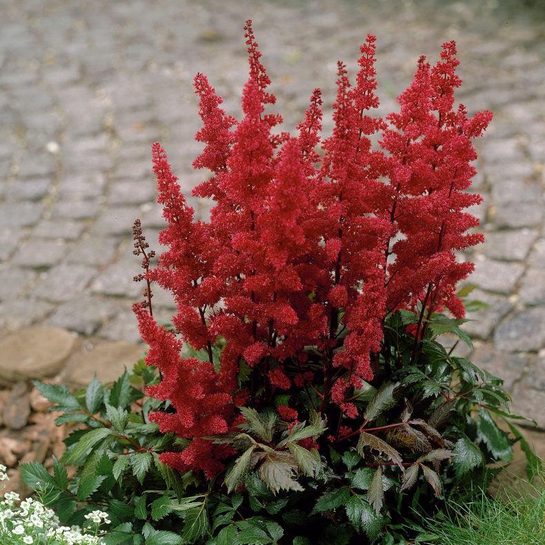 Astilbe Fanal - Image 2