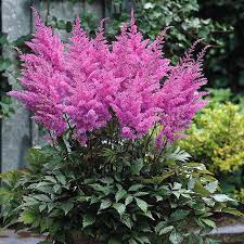 Astilbe Purple Glory