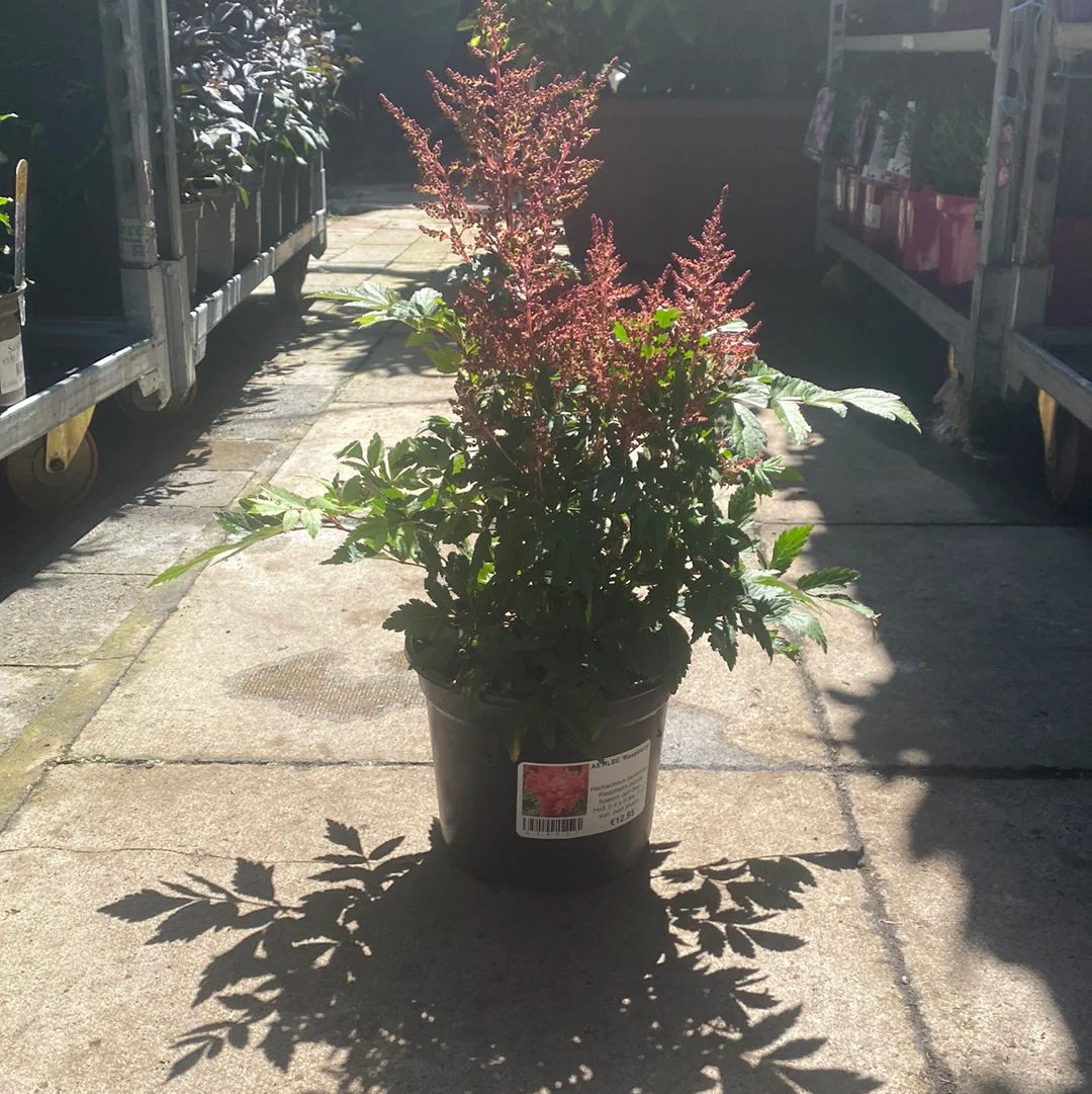 ASTILBE Raspberry - Image 2