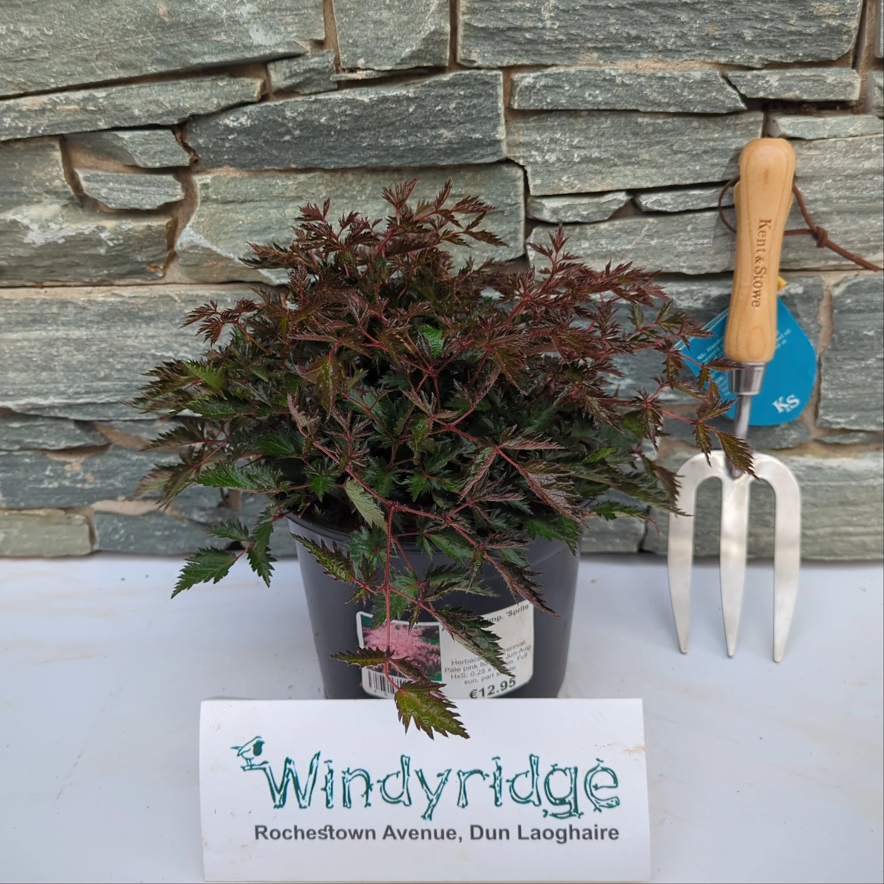 ASTILBE simp. Sprite 3Ltr Pot - Image 2