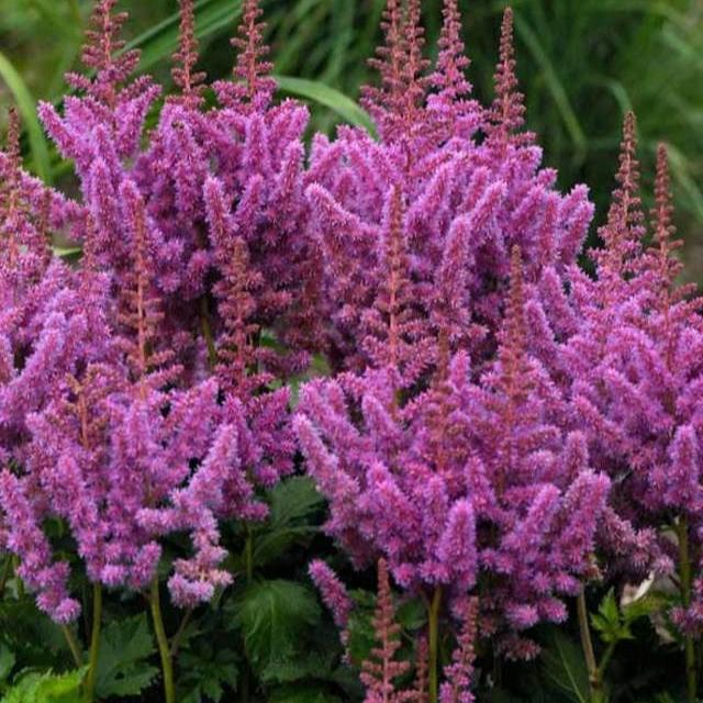 Astilbe Visions