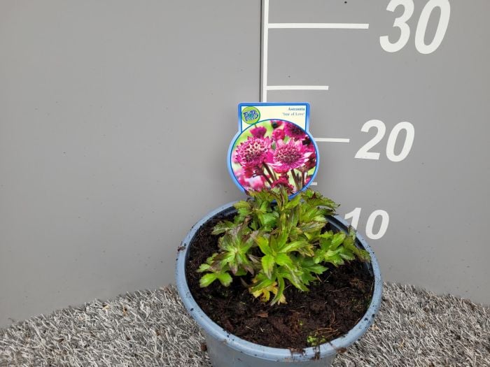 Astrantia maj. Star of Love  2 Ltr pot - Image 3