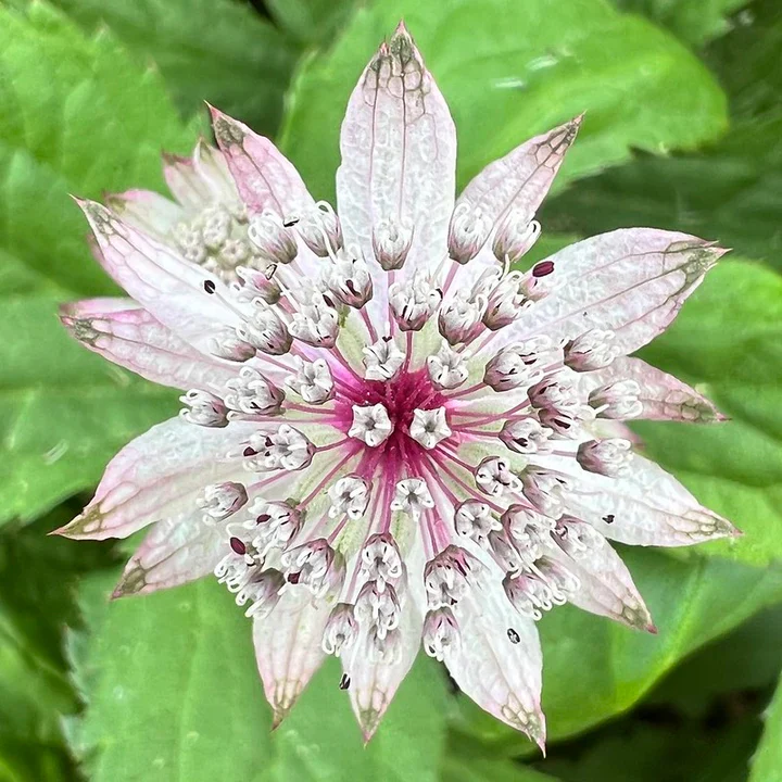 Astrantia major