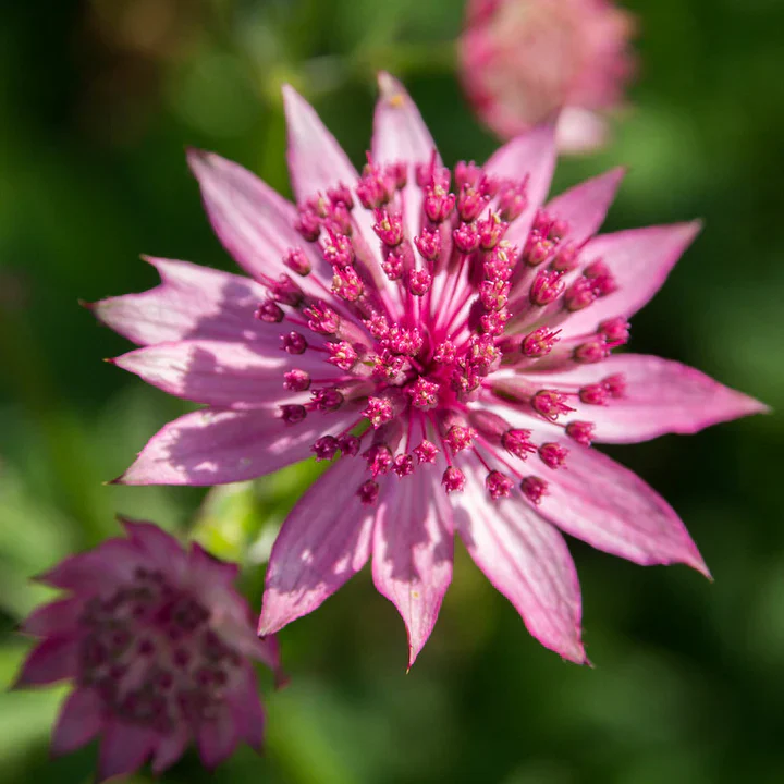 Astrantia Star of Love 2lt pot - Image 3