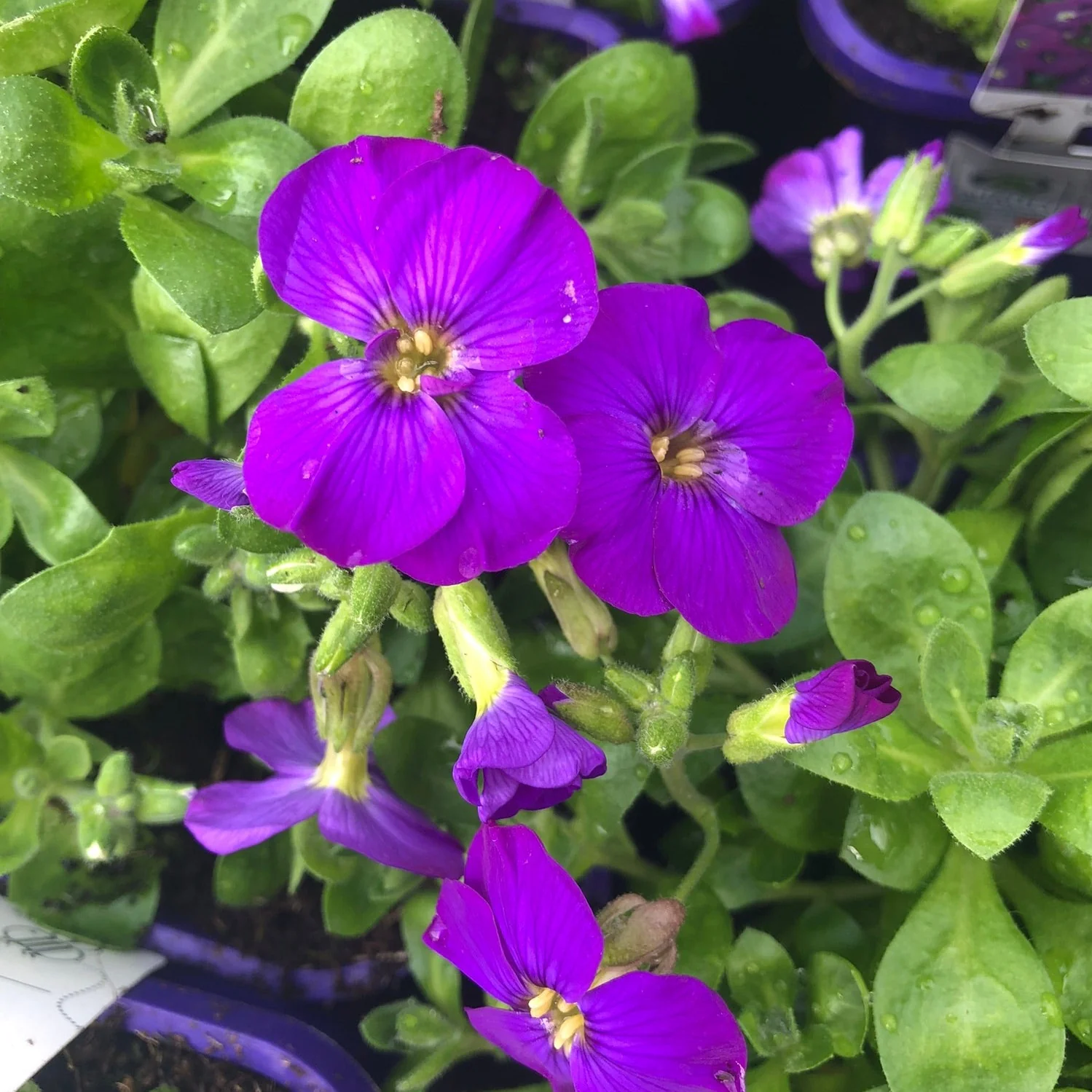 Aubrieta KitteÂ® Blue - Image 2
