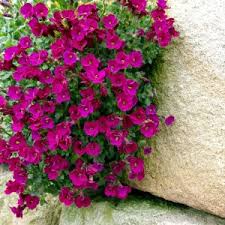 Aubrieta Kitte Rose Red - Image 2