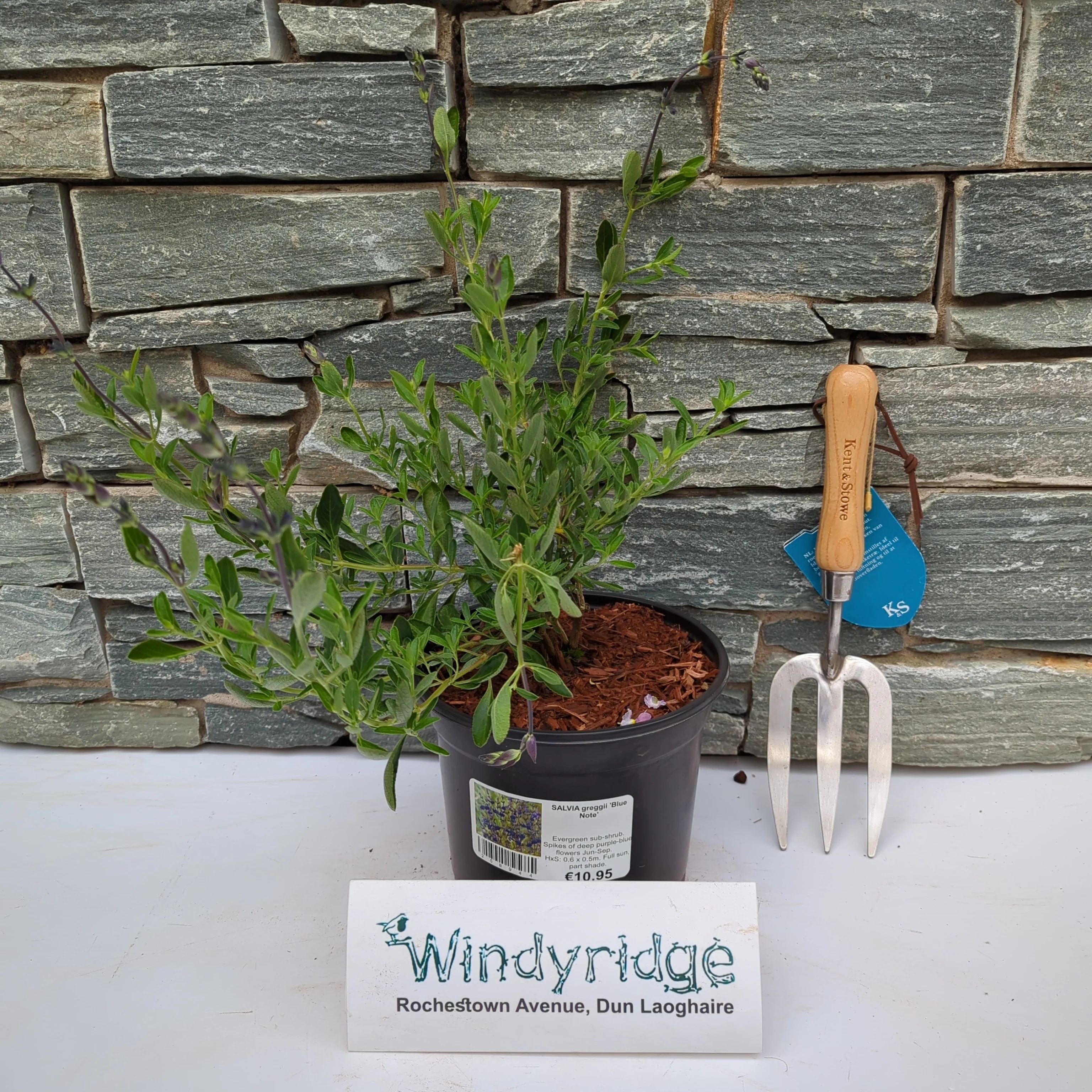Autumn Sage Salvia greggii Blue Note (3Ltr Pot) - Image 2