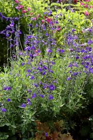 Autumn Sage Salvia greggii Blue Note (3Ltr Pot) - Image 3