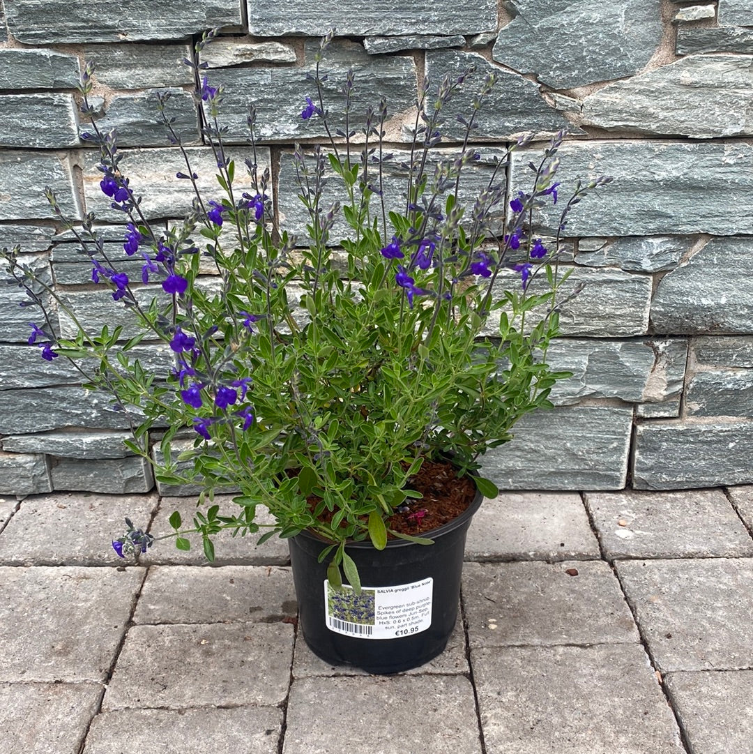 Autumn Sage Salvia greggii Blue Note (3Ltr Pot) - Image 4