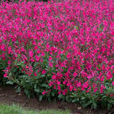 Autumn Sage (Salvia greggii Mirage Pink)