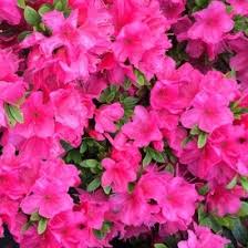 Azalea Anne Frank  30-35cm - Image 2