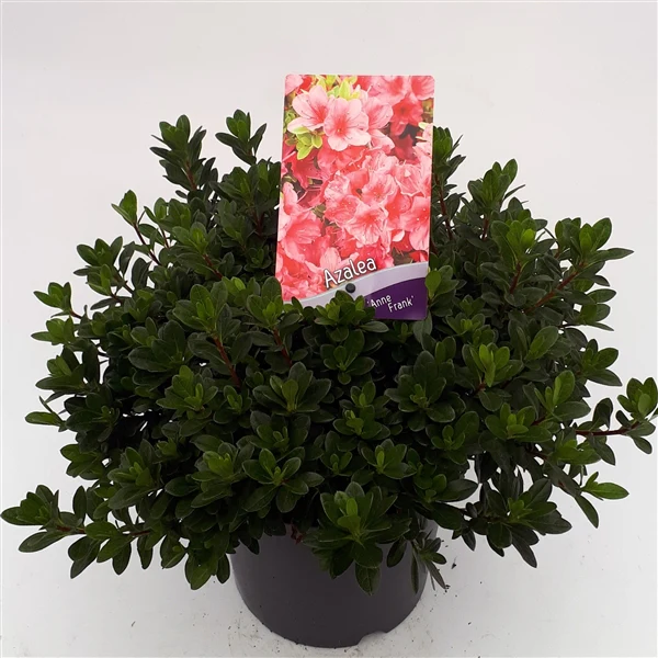 Azalea Anne Frank  30-35cm - Image 3