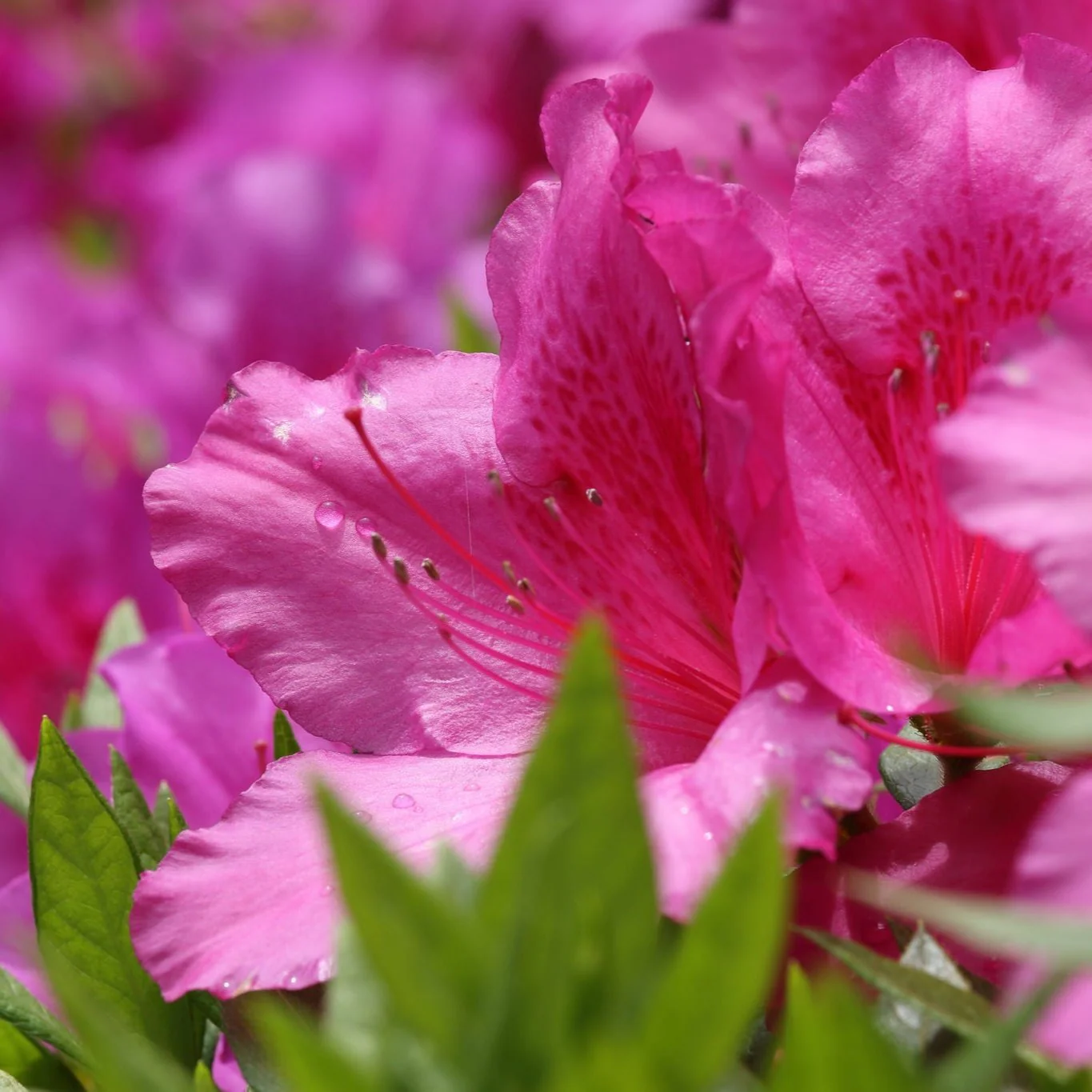 Azalea Anouk 30-35cm - Image 2