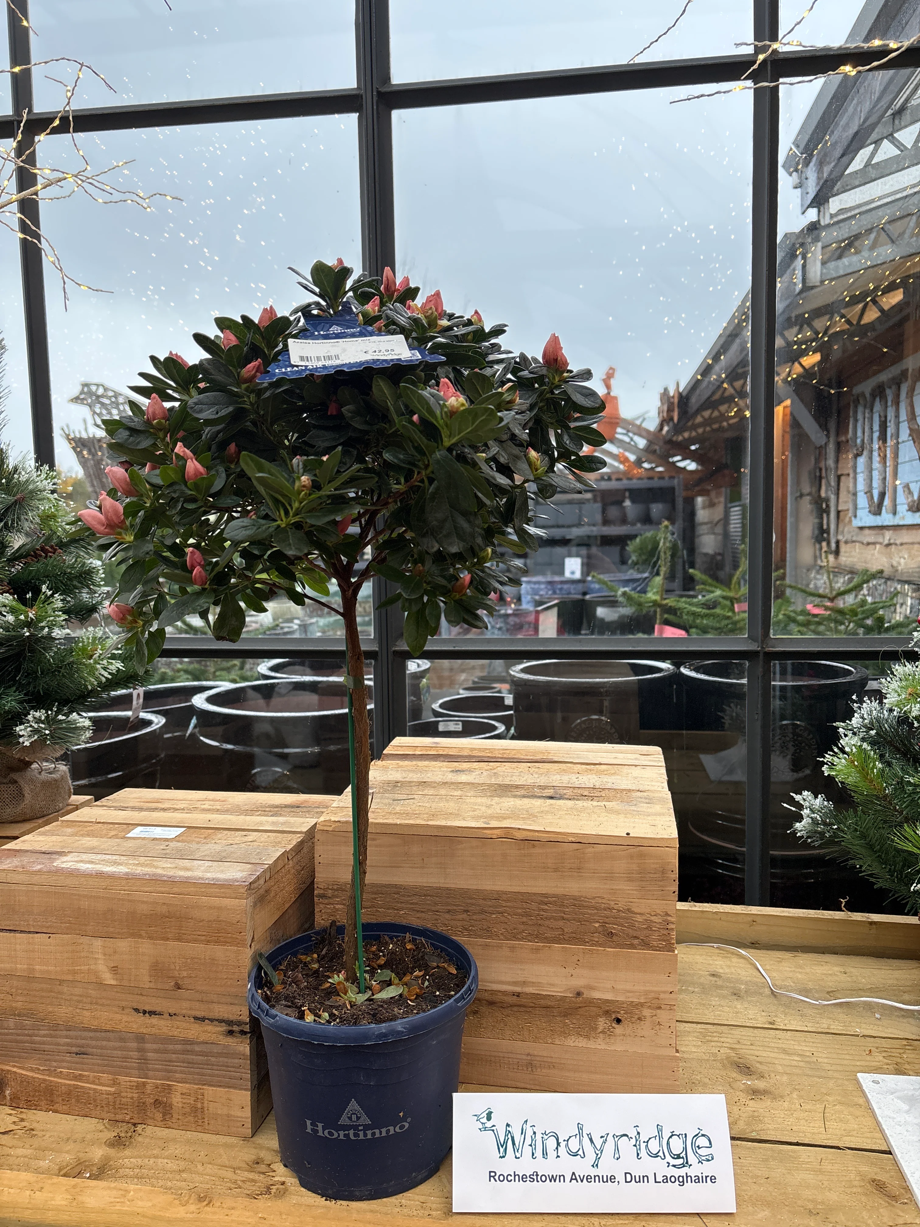 Azalea Hortinno Home mix  P19, on a stem - Image 2