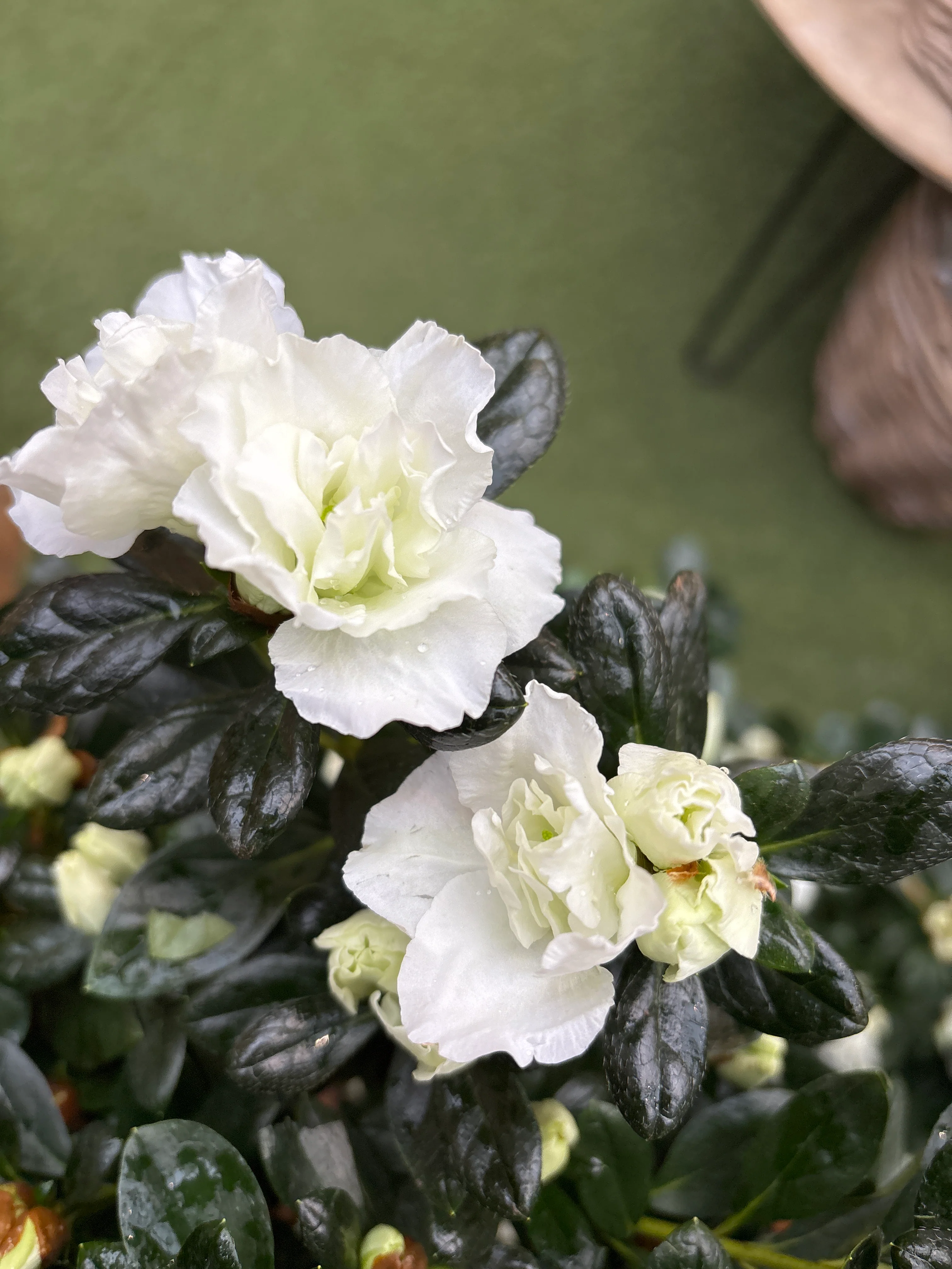 Azalea Hortinno Home mix  P19, on a stem - Image 4