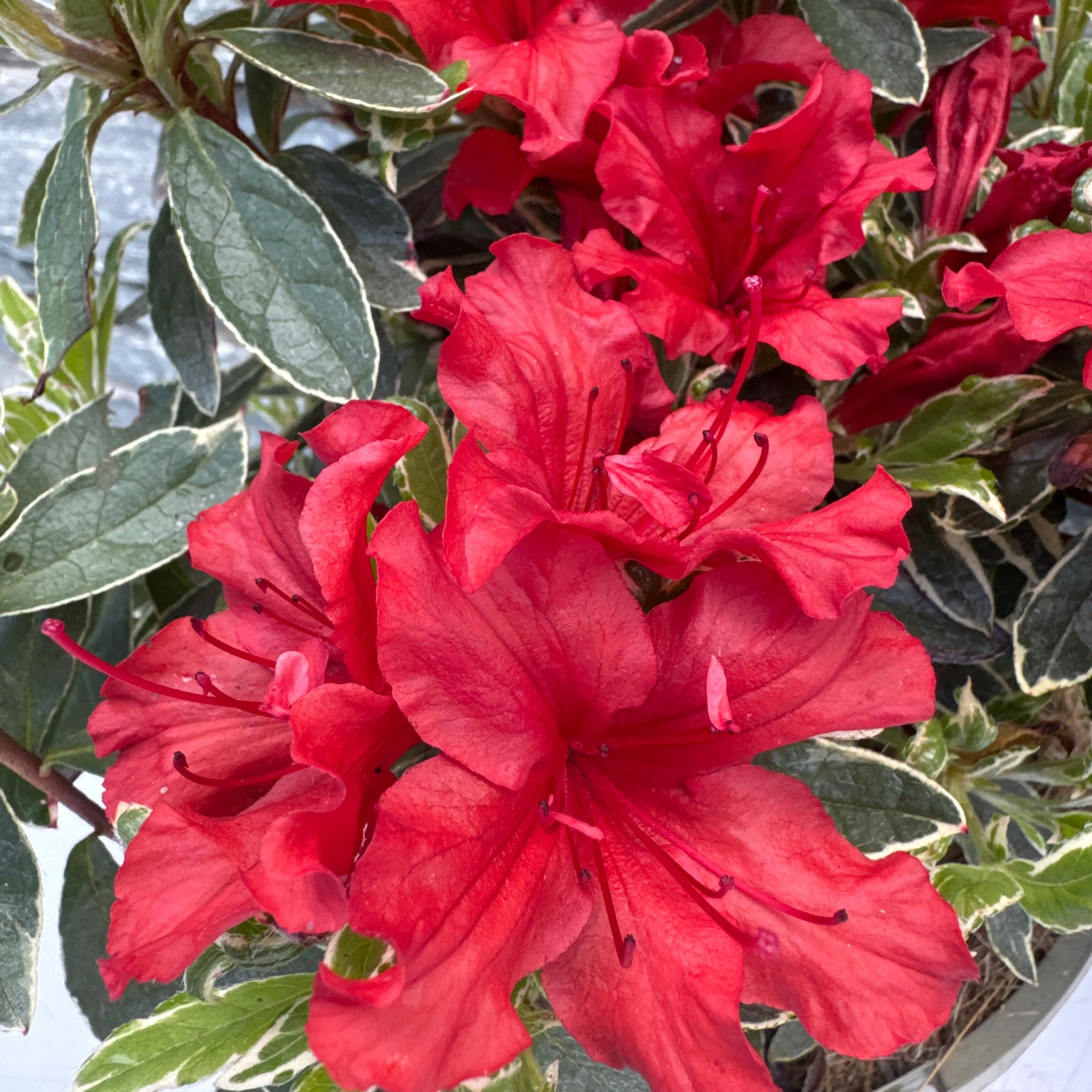 Azalea Hot Shot Variegata - Image 2