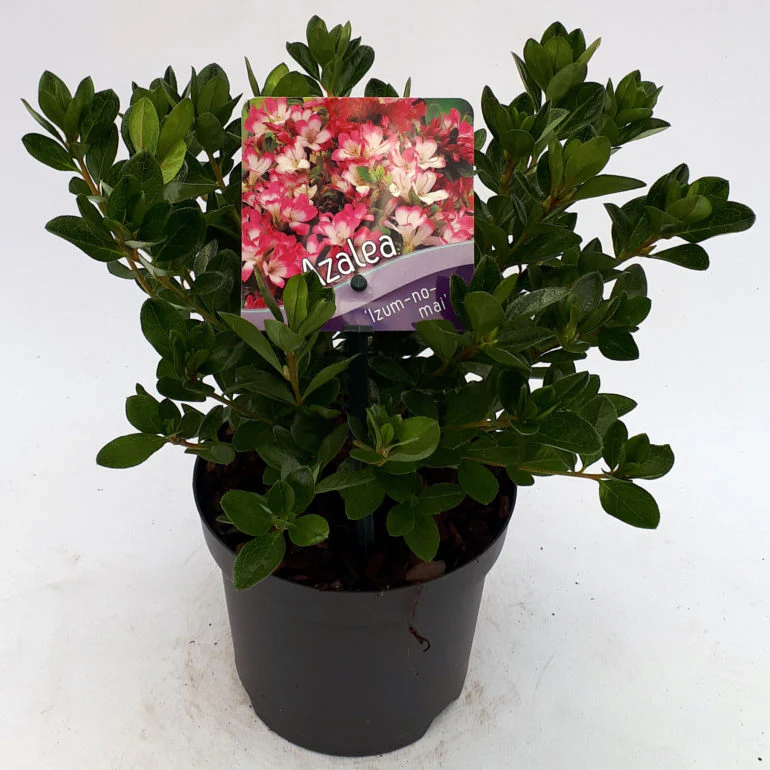 Azalea Izum-no-mai 30-35cm - Image 3