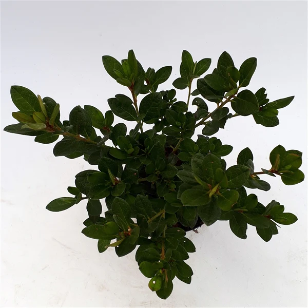 Azalea (J) Arabesk - Image 3