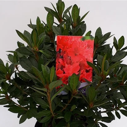 Azalea (J) Georg Arends