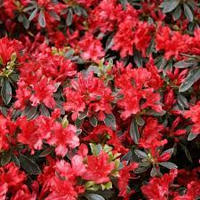 Azalea (J) Hot Shot Variegata - Image 2