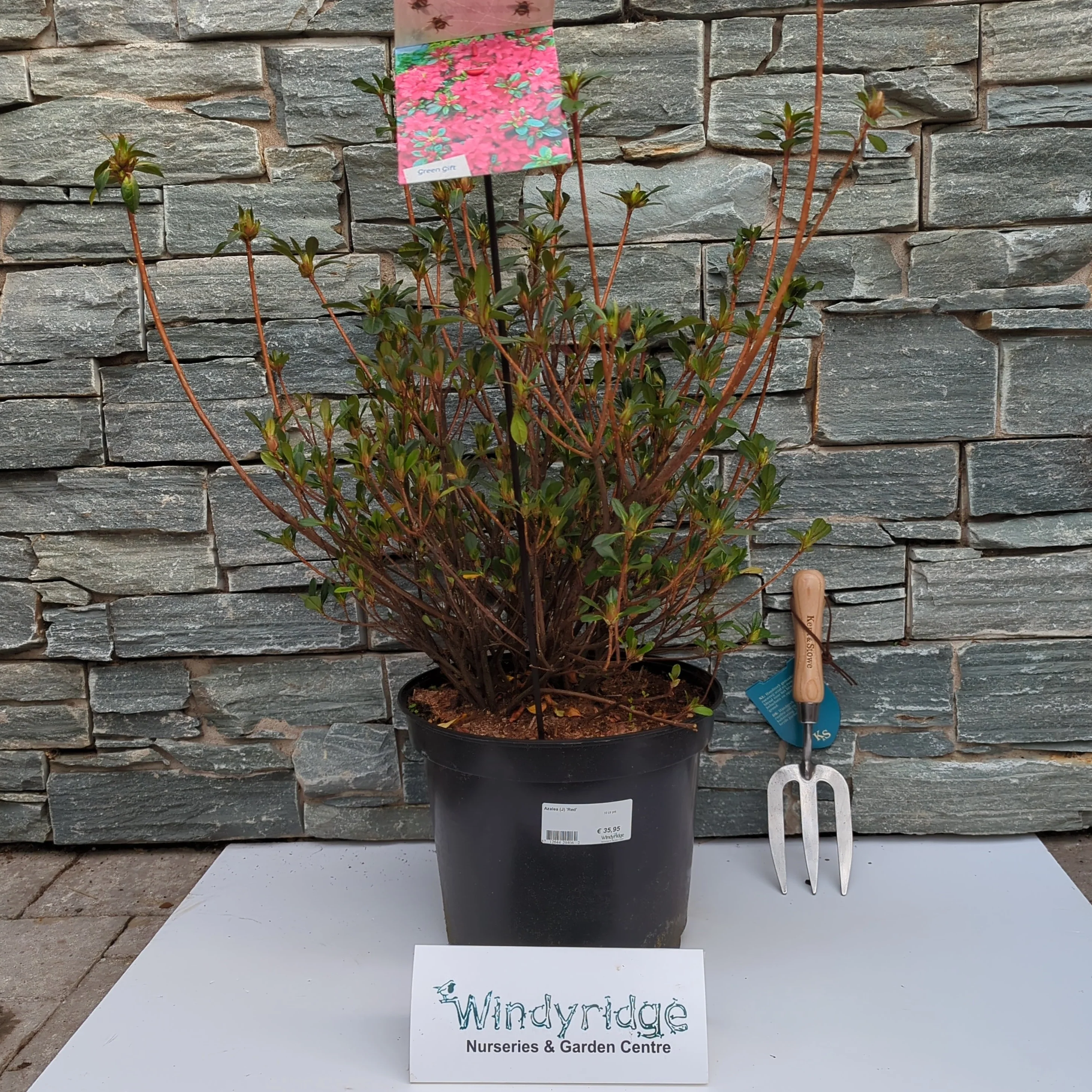 Azalea (J) Red 10 Ltr pot