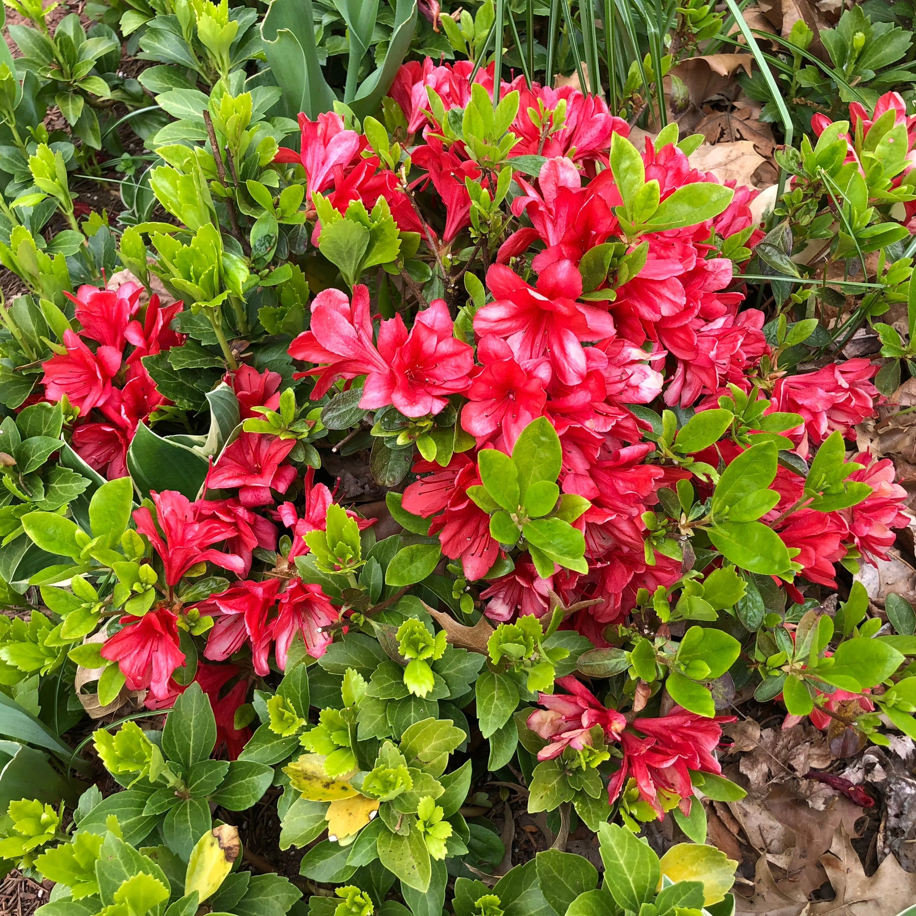 Azalea (J) Red 10 Ltr pot - Image 2