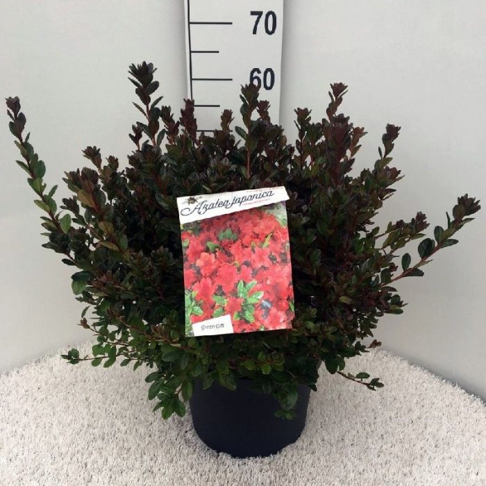 Azalea (J) Red 10 Ltr pot - Image 3