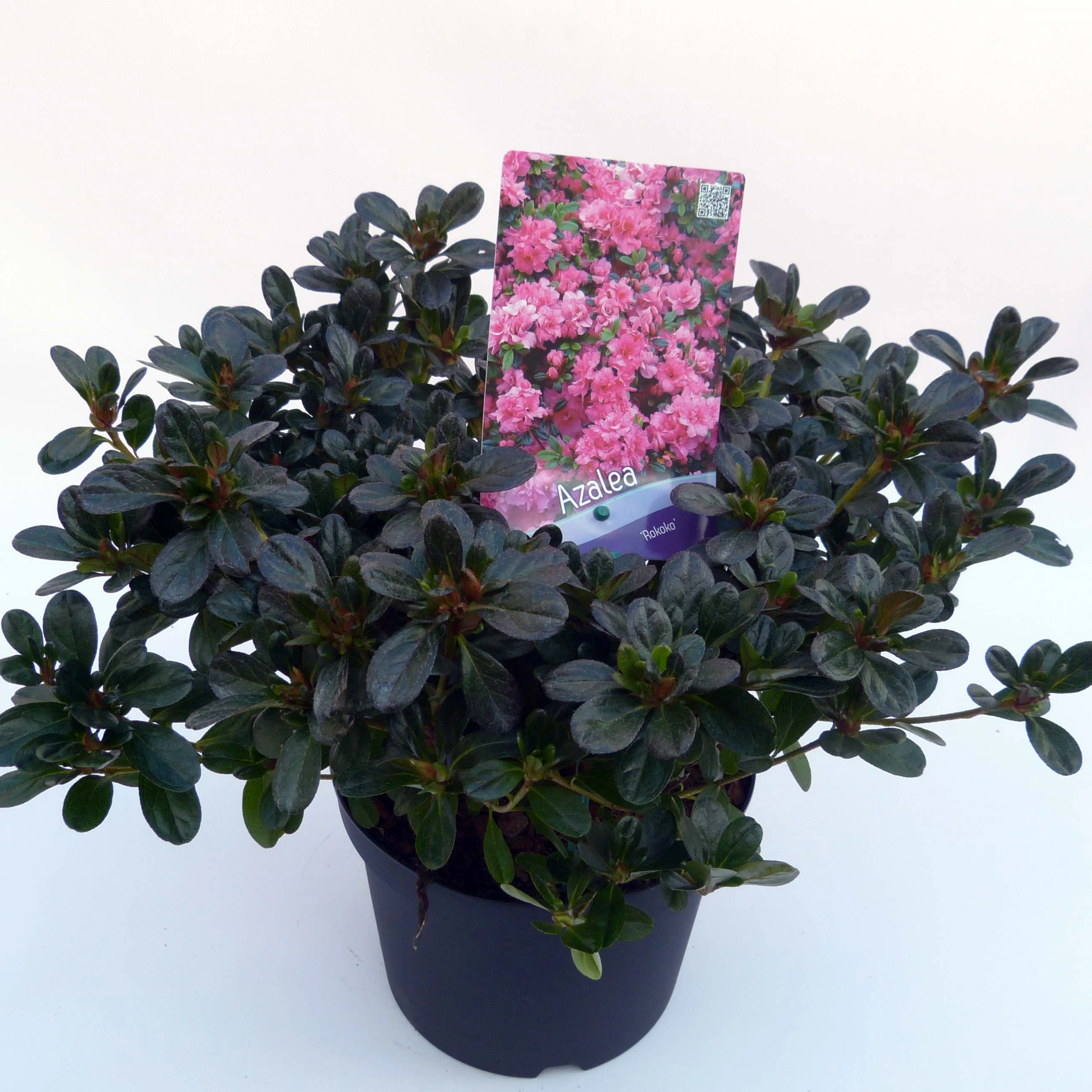 Azalea Rokoko 30-35cm - Image 4