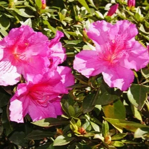 Azalea simsii mix P14
