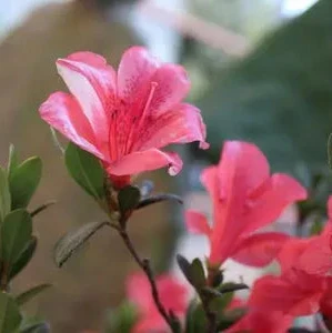 Azalea simsii mix P14 - Image 3